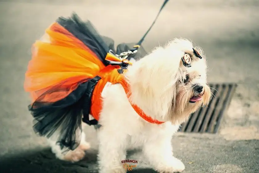 Chegou O Grande Dia Do Estância Pet Especial Halloween! 2 Estância Pet Especial Halloween