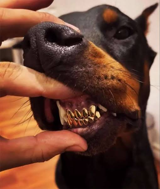 Nego do Borel se explica após ser acusado de maus-tratos ao exibir cachorro com dentes de ouro | Famosos