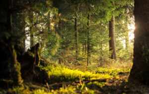 KPMG desenvolve Metodologia para valoração de serviços ambientais na Amazônia