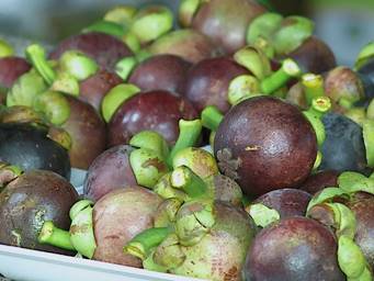 “SBT Agro” fala sobre o cultivo da fruta mangostão neste domingo