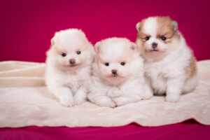 Canil Flor do Tijuco: Nossa paixão pela raça Spitz Alemão e como criamos filhotes de qualidade.