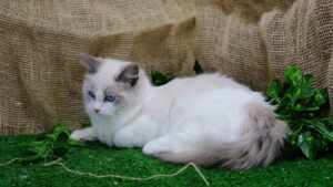 Comparação entre as raças do Gatil Spiritland: qual é a ideal para você?