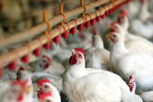 Nove países mantêm embargos a frango brasileiro sete meses depois de fim de vírus
