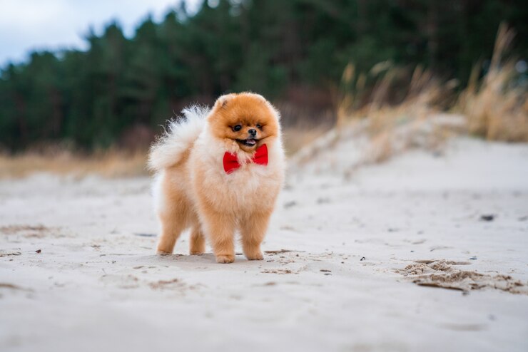 Adoravel Cachorro Spitz Da Pomerania Com Um Laco Vermelho Se Divertindo E Correndo Na Praia 181624 39053 Egobrazil