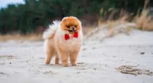 Spitz Alemão: tudo sobre a raça, filhotes, preço e como cuidar do Lulu da Pomerânia