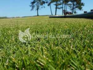 Impacto ambiental e benefícios da grama: Central da Grama mostra como o verde transforma espaços