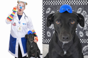 Suporte emocional pet: Cachorra Rockita em treinamento para realizar ações em hospitais